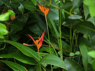 orange flower in the grass