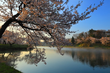 Obraz premium 春の三郎堤