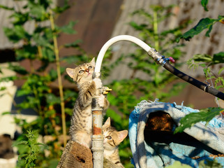 cat and pipe