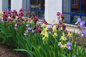 A very beautiful iris flower common in urban landscape design