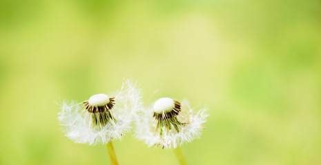 Long banner Close-up of white dandelion with seeds, on Blurred yellow background.Meadow of bright yellow dandelions, green grass with bokeh effect. Design element.Summer concept