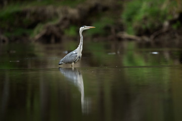 Fototapeta premium Grey heron (Ardea cinerea) hunting fish on the river. Heron mirrored on the surface. Grey heron in the water. European nature.