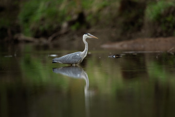 Grey heron (Ardea cinerea) hunting fish on the river. Heron mirrored on the surface. Grey heron in the water. European nature.