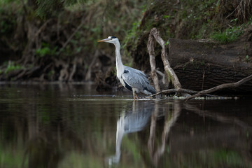 Grey heron (Ardea cinerea) hunting fish on the river. Heron mirrored on the surface. Grey heron in the water. European nature.