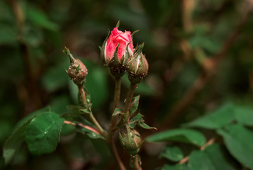 Unopened bud of China rose (Rosa odorata) close up