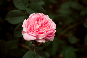 China rose (Rosa odorata) close up