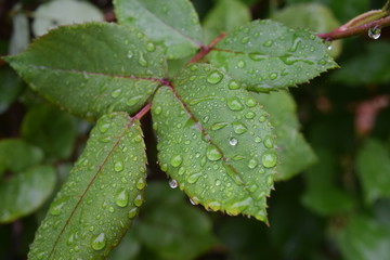 Raindrops dot some hanging leaves