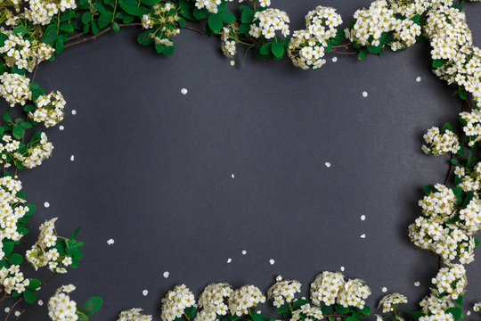 Beautiful spring tiny white flowers (Spiraea cana) on black background in form of frame, textures and backgrounds for text, view from above, layout of the invitation, template for greeting card, invit