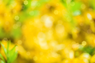 Devocus light, design element.yellow and green light bokeh blurred from tree backgrounds, green and yellow blur background texture