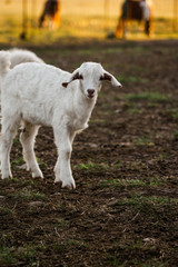 Obraz premium baby goat on the farm