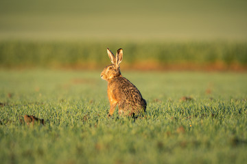 European hare (Lepus europaeus), morning cleaning on the field. Calm hare during morning sunrise. European nature