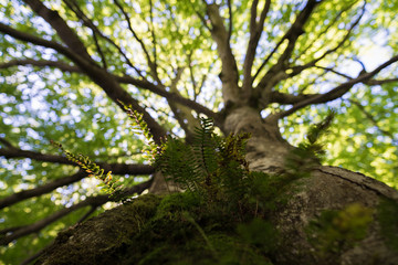 Fototapeta premium big beech tree in the forest