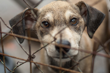 Dog shelter. Sad look of a dog sitting in a cage