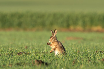 European hare (Lepus europaeus), morning cleaning on the field. Calm hare during morning sunrise. European nature