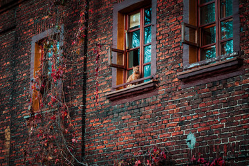 Lodz, Poland: Cat sitting in the window of an old nineteenth-century brick house in a Ksiezy Mlyn district