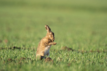 European hare (Lepus europaeus), morning cleaning on the field. Calm hare during morning sunrise. European nature