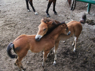 Young red horses in the paddock