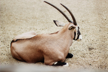 Mountain Longhorn goat in the zoo enclosure