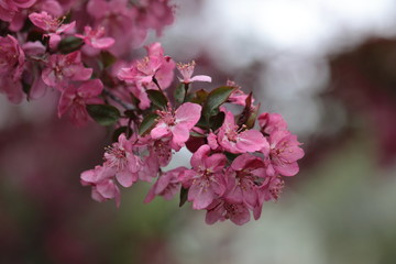 Pink Crabapple flowers on arching brances