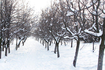 Trees in the snow along the road.Winter landscape