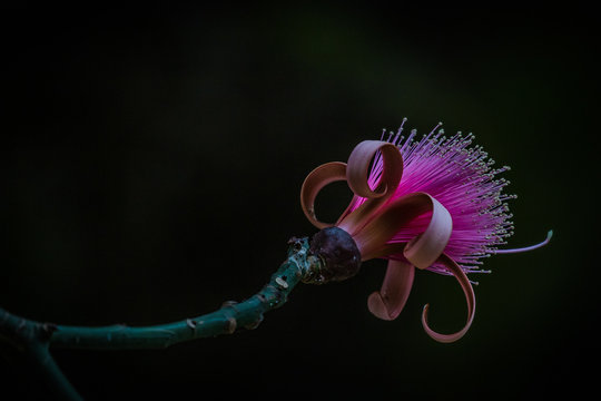 Shaving brush tree (Pseudobombax ellipticum)