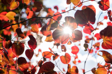 sunny day autumn leaves background