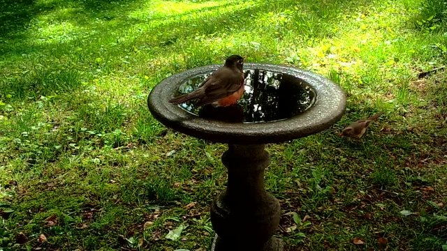 American robin and female cardinal by birdbath