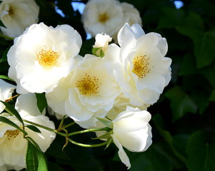 Ramblerrosen - Wei&szlig;e Rosen im Garten