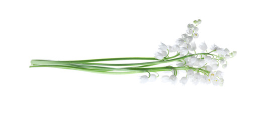 Beautiful lily of the valley flowers isolated on white