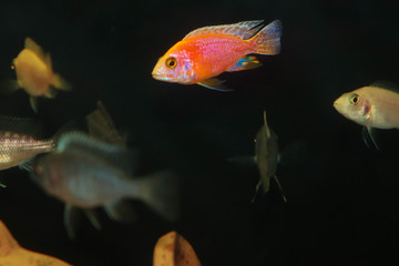 aulonocara firefish