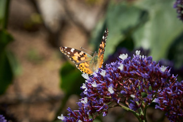 Painted Lady Butterfly on Sea Lavender
 different views, side, back and frontal.  Purple flowers