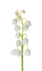 Beautiful lily of the valley isolated on white