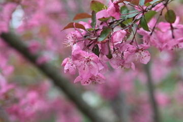 Pink Crabapple flowers on arching brances