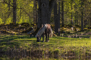Fototapeta premium A horse with beautiful light hair grazes on a summer meadow in the Swedish forest nature