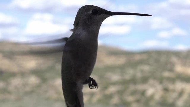 Hummingbird Flyby Close-up Macro of Hummingbird in Flight at 120fps Slow Motion 50%, 25%, 12.5% Slo-Mo