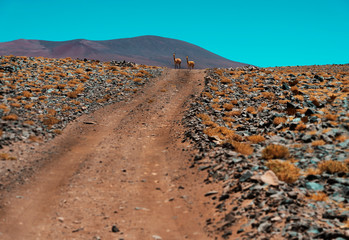 Two vicuñas in the horizon desert mountain