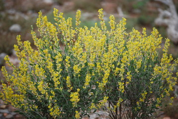 Anthyllis cytisoides summer deciduous shrub