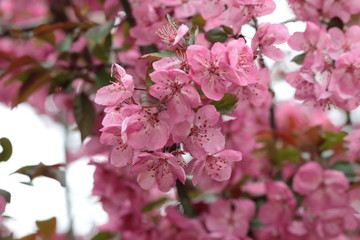 Pink Crabapple flowers on arching brances