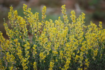 Anthyllis cytisoides summer deciduous shrub