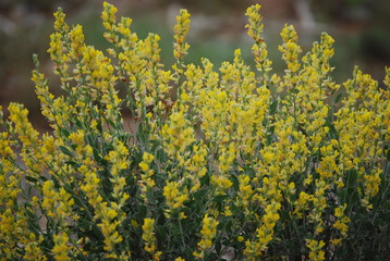 Anthyllis cytisoides summer deciduous shrub
