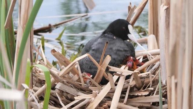 black water chicken on a nest with chicks 2020 coot