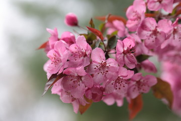 Obraz premium Pink Crabapple flowers on arching brances