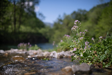 cardamine flower near mountain river
