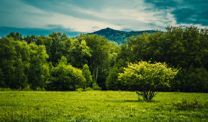 Lonely tree on a background of grass, forest and mountains with blue sky