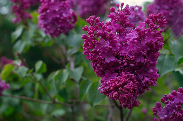 Obraz premium Bunches of lilac with green leaves on a blurred background of nature