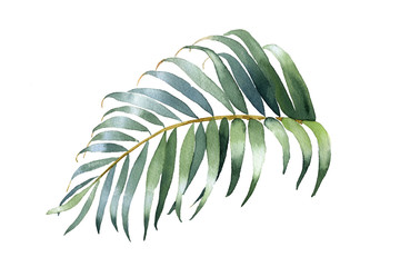 Tropical leaves collection. Watercolor palm leaf