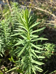 side view of a fern-like plant
