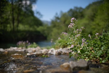 Obraz na płótnie Canvas cardamine flower near mountain river