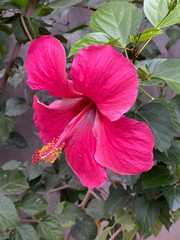 Hibiscus Flower Photo