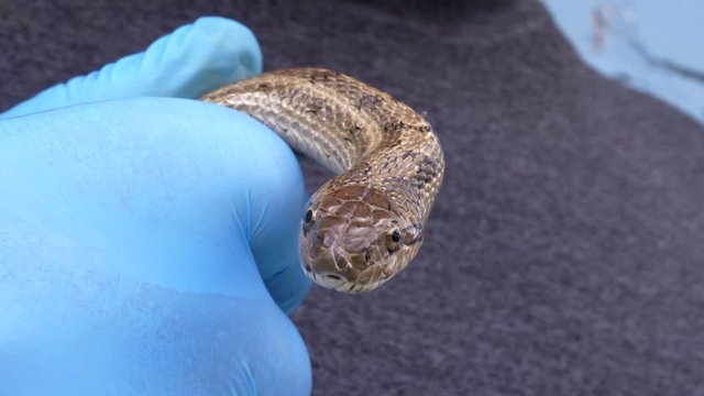 elderly man in blue gloves holds young snake in his hands with shiny beautiful skin